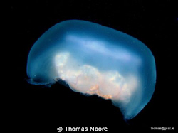 Common Jellyfish taken on a night dive in Galway bay. by Thomas Moore 